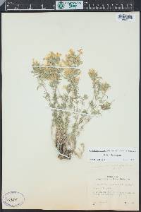 Linanthus nuttallii image