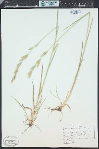 Bromus porteri image