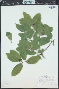 Rhamnus betulifolia image