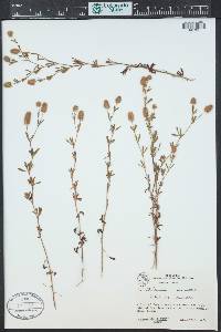 Trifolium arvense image