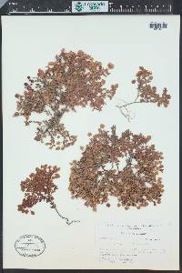 Hypericum suffruticosum image