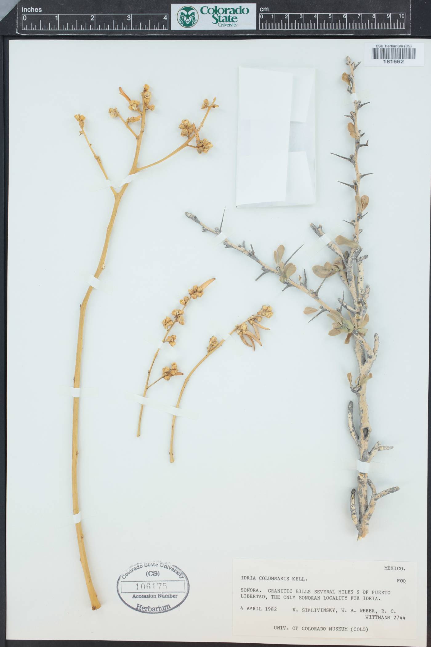 Idria columnaris image