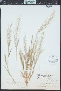 Leptochloa panicea image