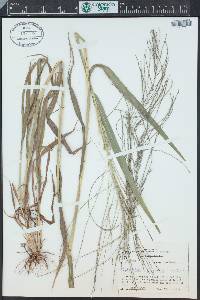 Leptochloa panicea image