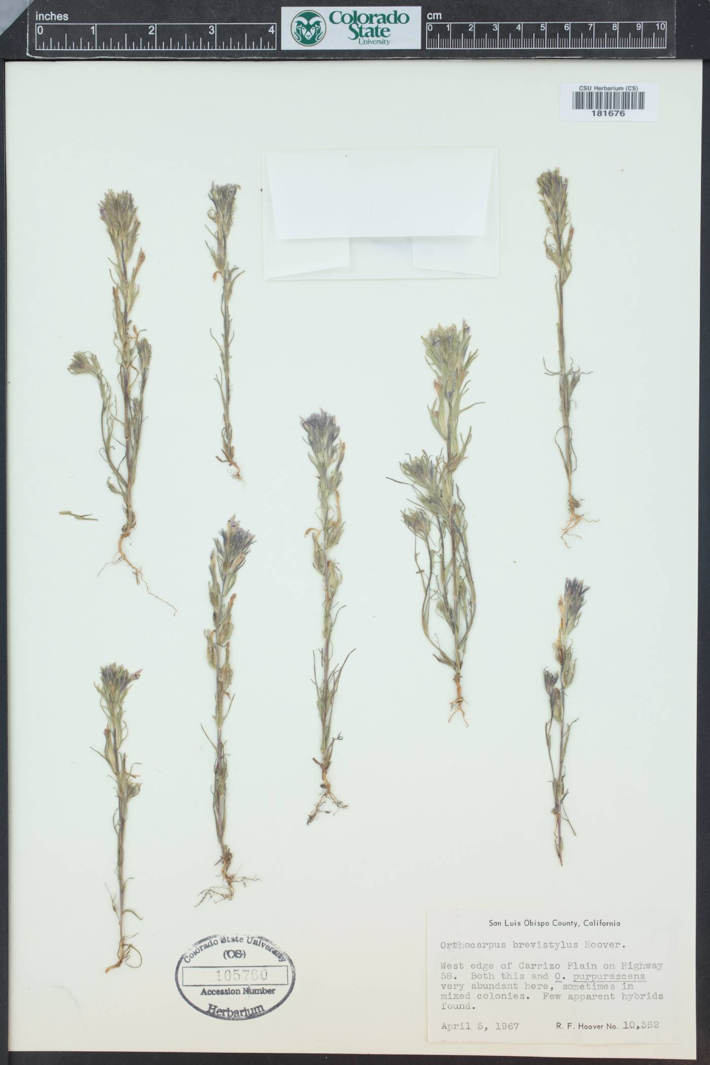 Castilleja brevistyla image