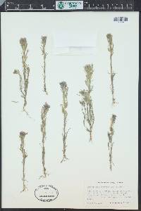 Castilleja brevistyla image