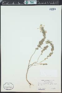 Triphysaria eriantha image
