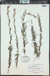 Castilleja minor var. spiralis image