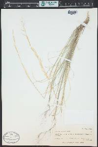 Aristida purpurea var. wrightii image