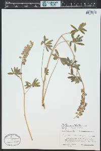 Lupinus ammophilus image