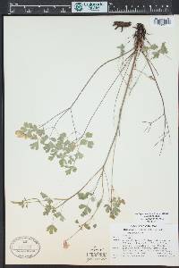 Aquilegia desertorum image