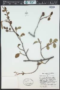 Alnus oblongifolia image