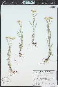 Solidago ptarmicoides image