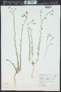 Linum perenne image