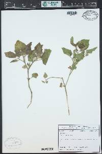 Physalis hederifolia image