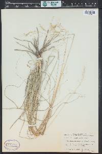 Vaseyochloa multinervosa image