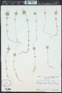 Leptosiphon ciliatus image