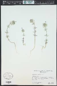 Leptosiphon ciliatus image