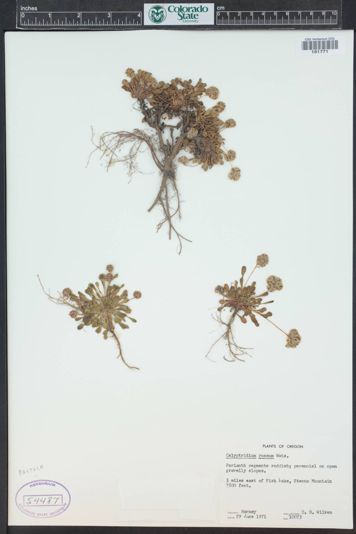 Cistanthe rosea image