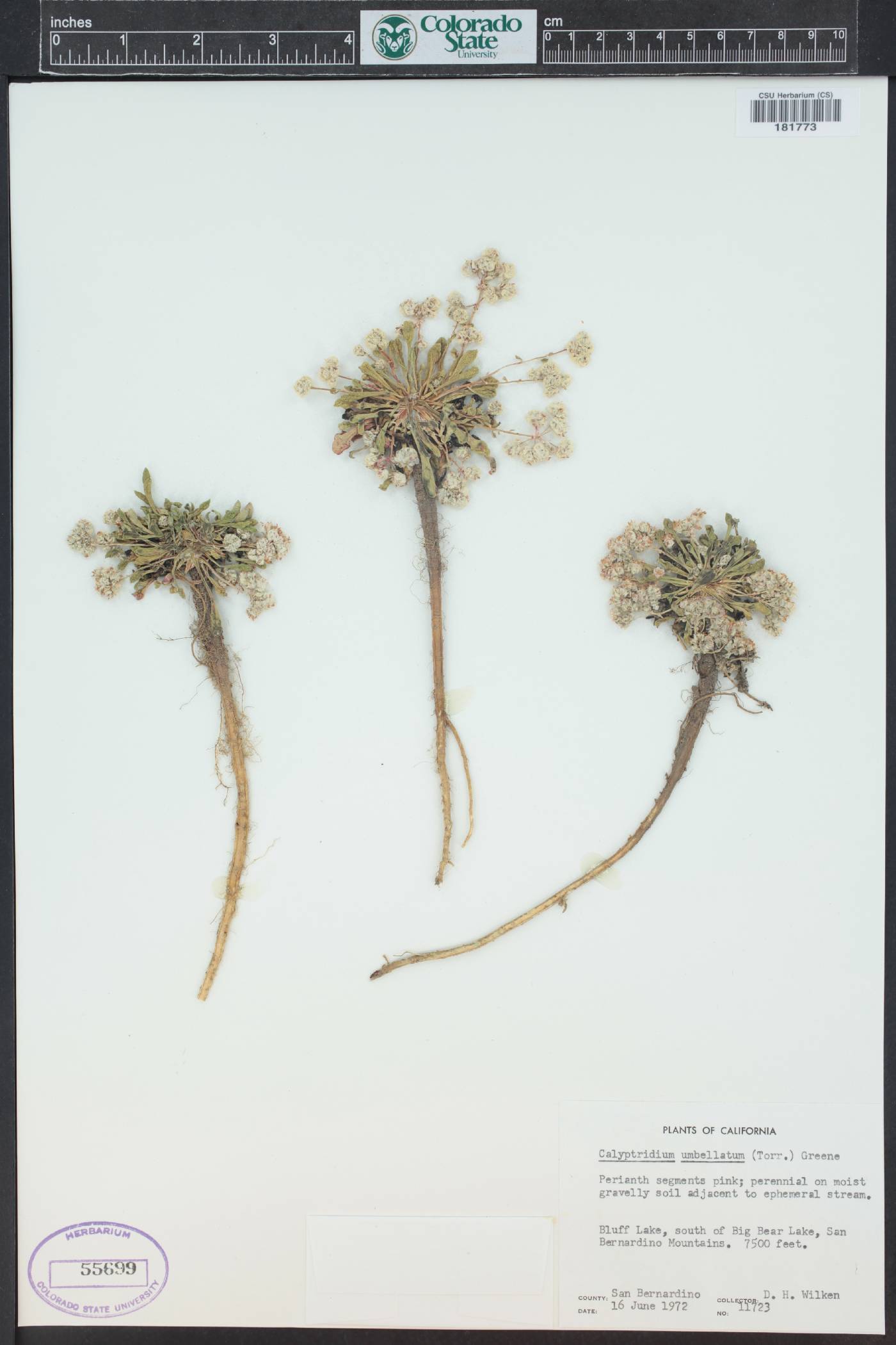 Cistanthe umbellata image