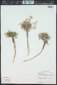 Cistanthe umbellata image