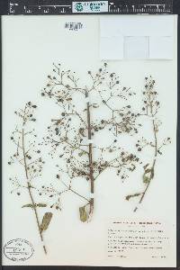 Scrophularia californica image