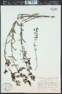 Keckiella breviflora image