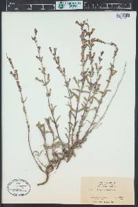 Penstemon laetus image