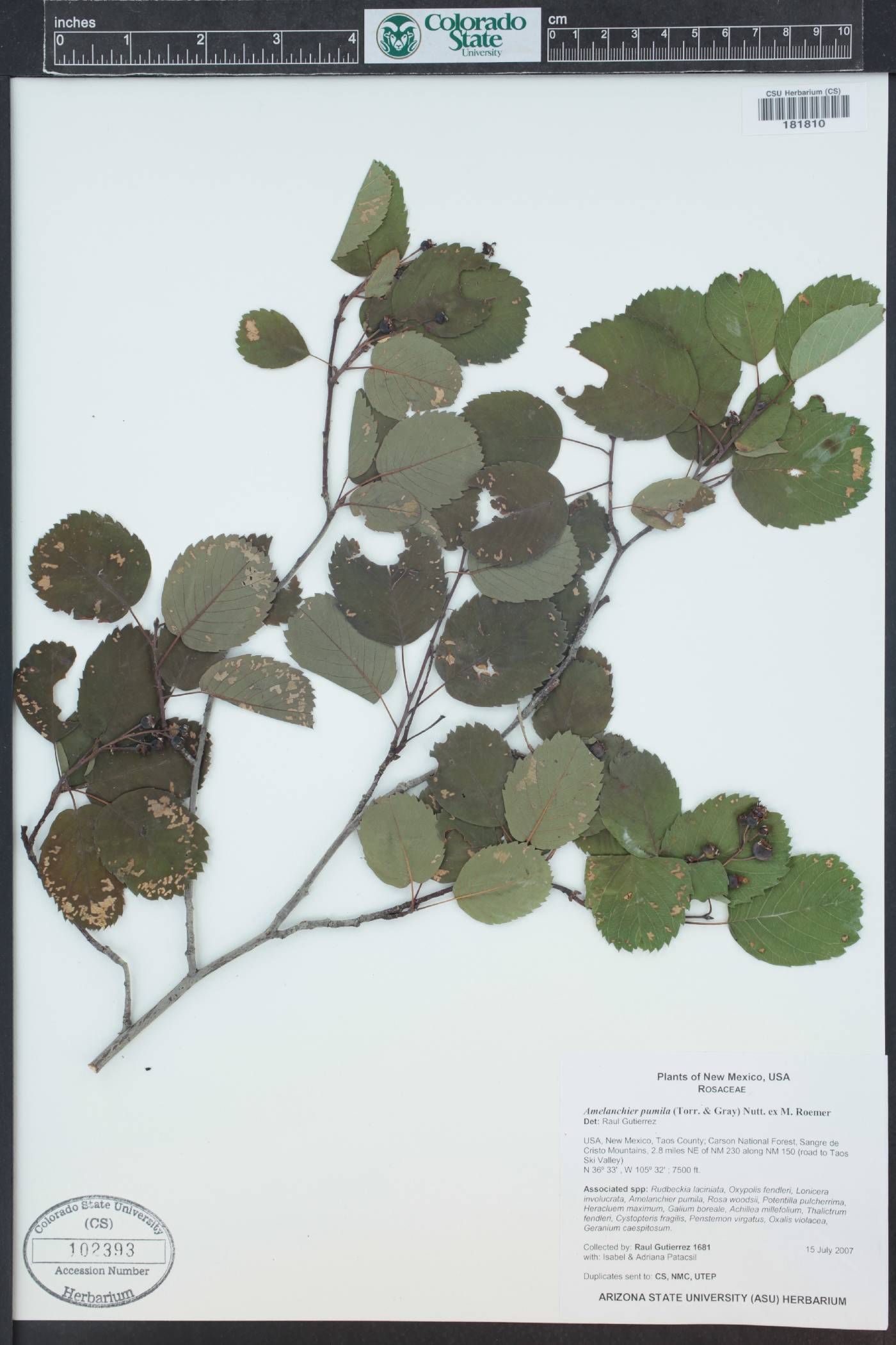 Amelanchier pumila image