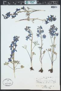 Delphinium nuttallianum image