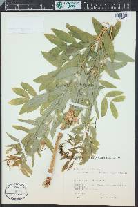 Lathyrus luteus image