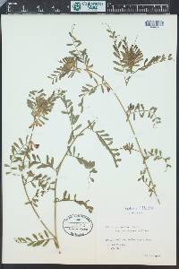 Vicia pannonica image