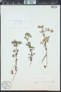 Trifolium retusum image