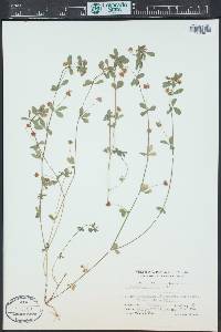 Trifolium dubium image