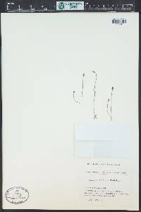 Cicendia filiformis image