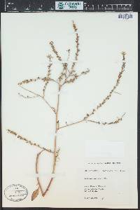 Rapistrum rugosum image