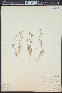 Sphaerostigma tortum image