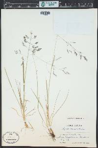 Agrostis borealis image