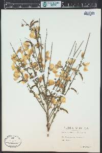 Cytisus scoparius image