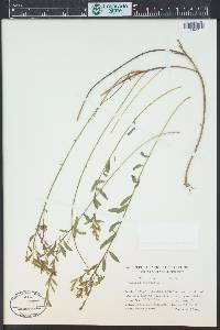 Genista tinctoria image