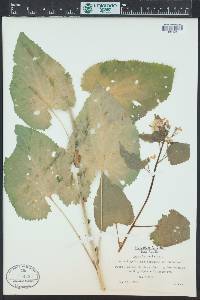 Lunaria rediviva image