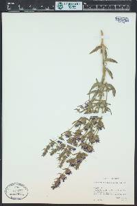 Hyssopus officinalis image