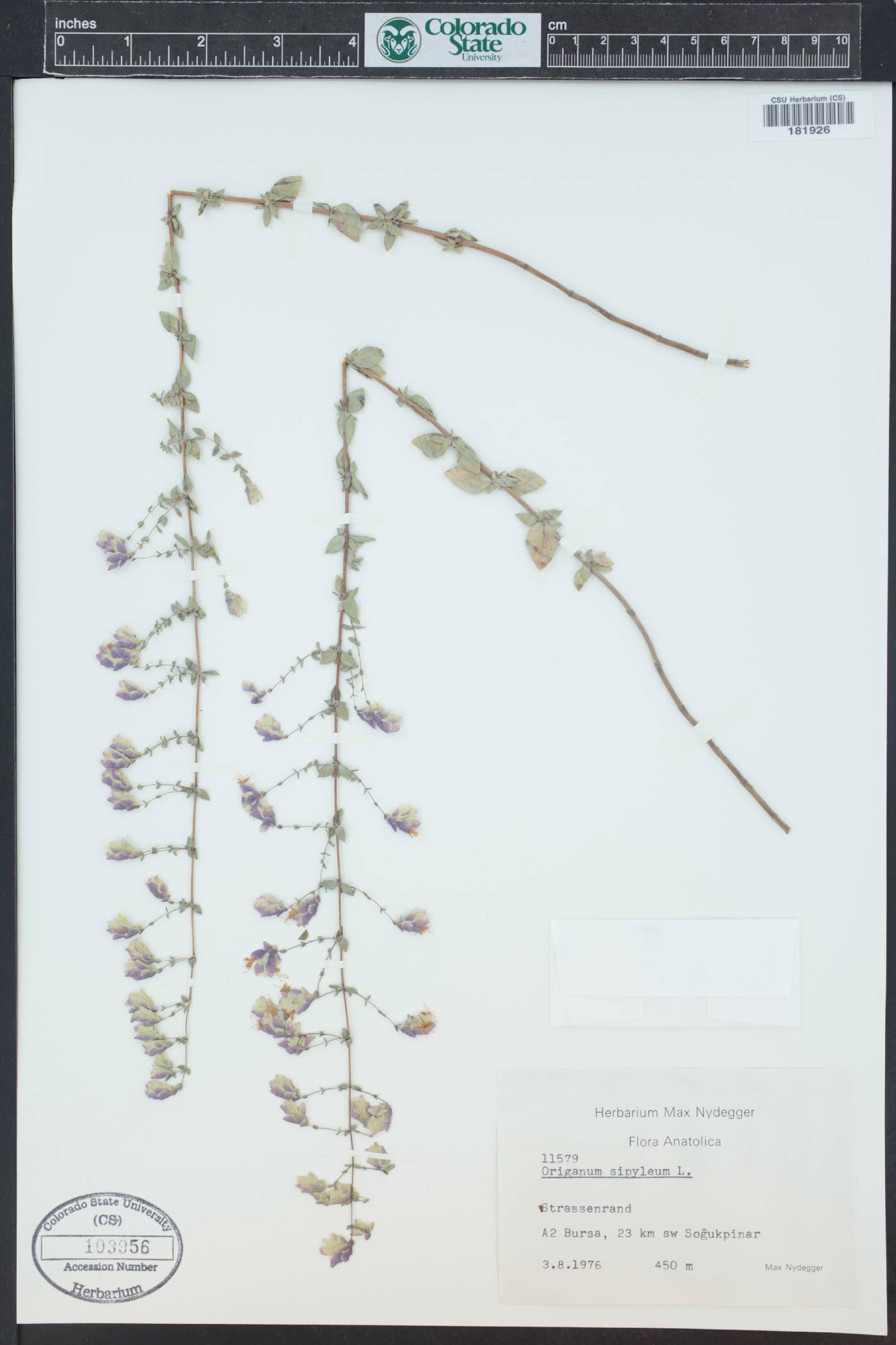 Origanum sipyleum image
