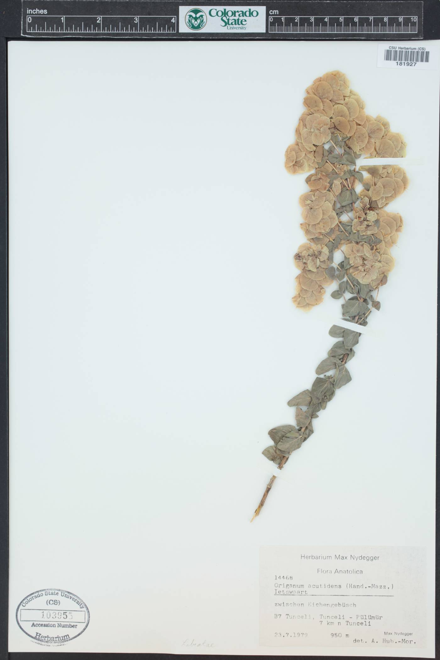 Origanum acutidens image