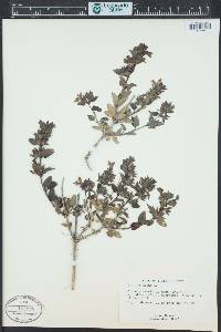 Prasium majus image
