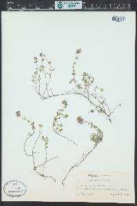 Thymus pulegioides image