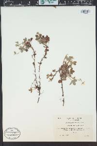 Potentilla montana image