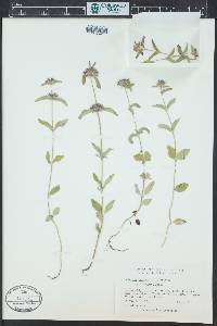 Clinopodium vulgare image