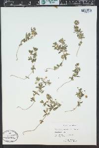 Potentilla erecta image
