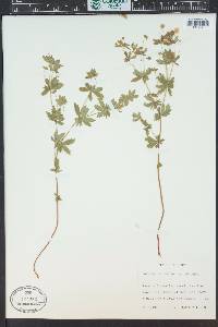 Potentilla erecta image